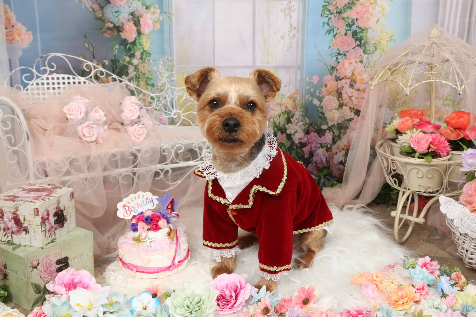 不思議の国のわんわん写真館の画像