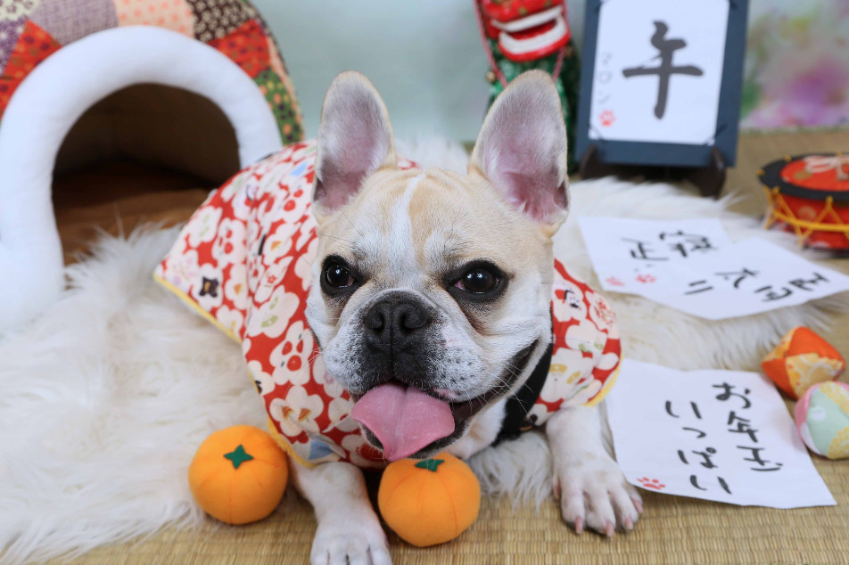 不思議の国のわんわん写真館の画像