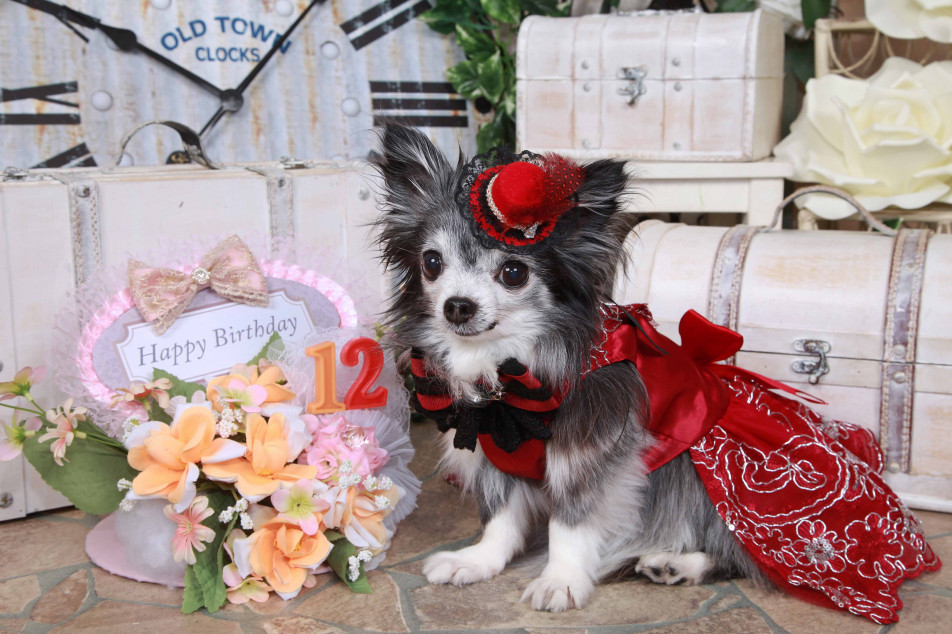 不思議の国のわんわん写真館の画像