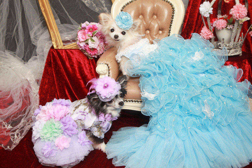 不思議の国のわんわん写真館の画像