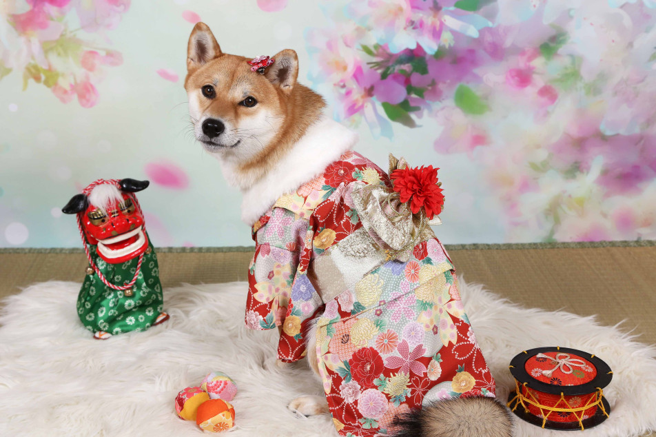 不思議の国のわんわん写真館の画像