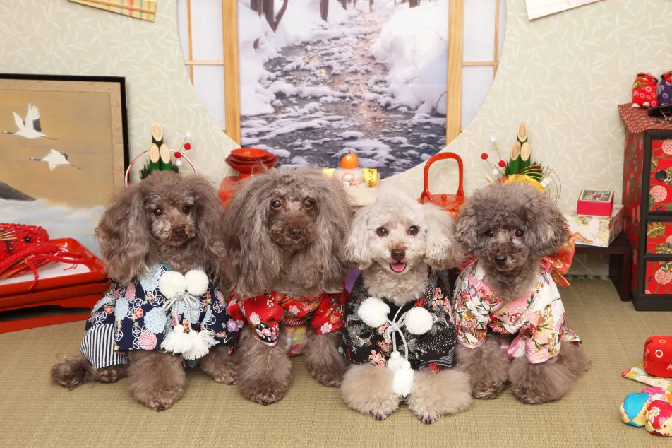 不思議の国のわんわん写真館の画像