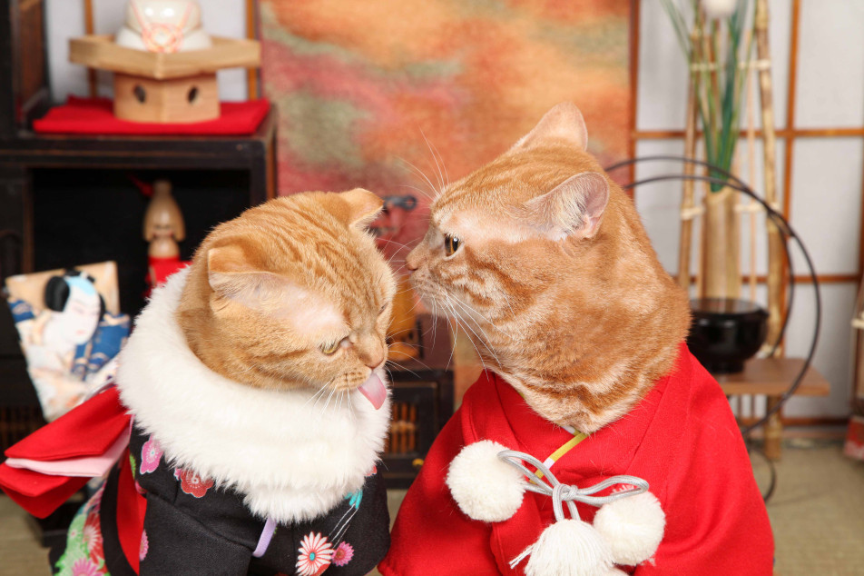 不思議の国のわんわん写真館の画像