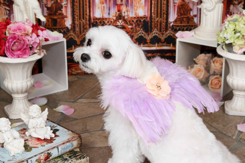 不思議の国のわんわん写真館の画像