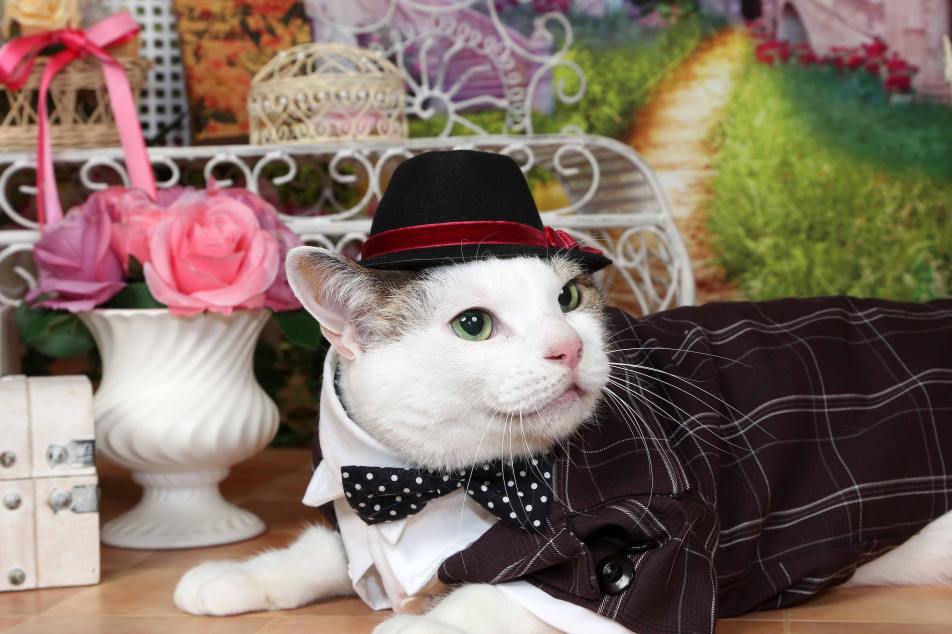 不思議の国のわんわん写真館の画像