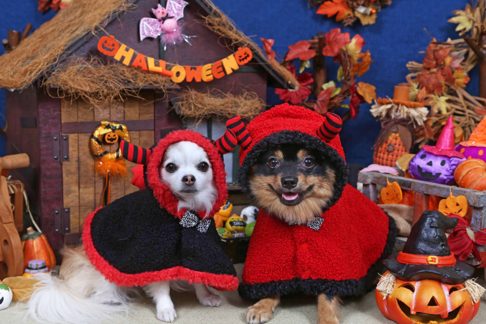 不思議の国のわんわん写真館の画像