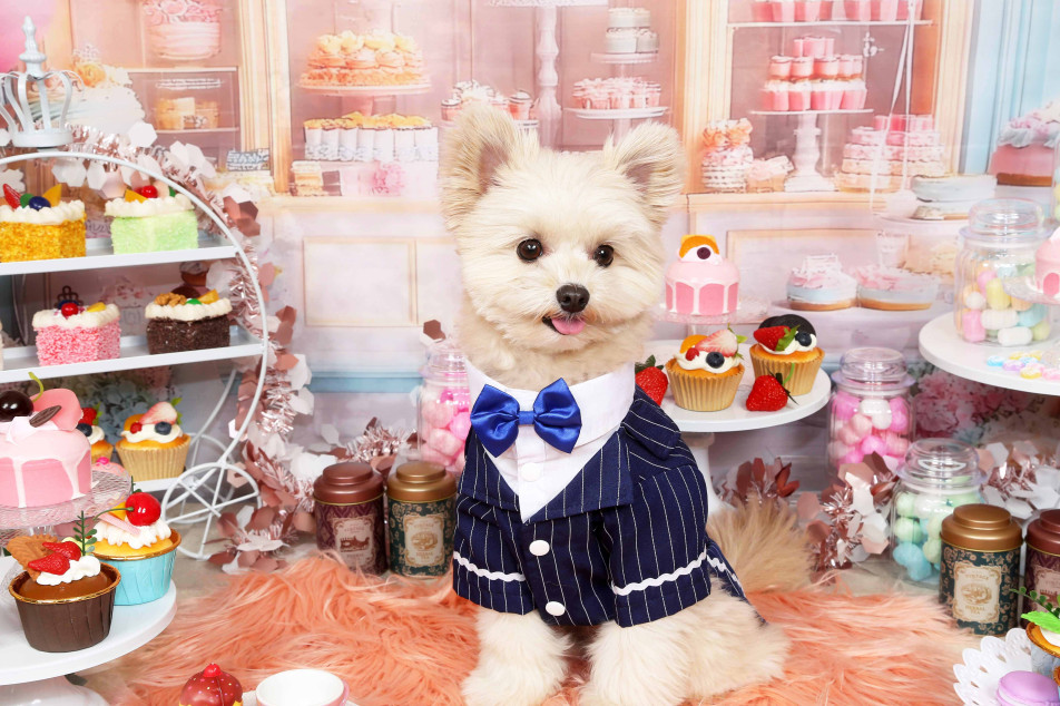 不思議の国のわんわん写真館の画像