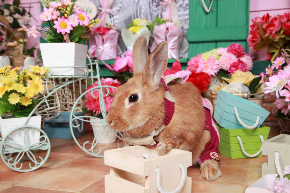 不思議の国のわんわん写真館の画像