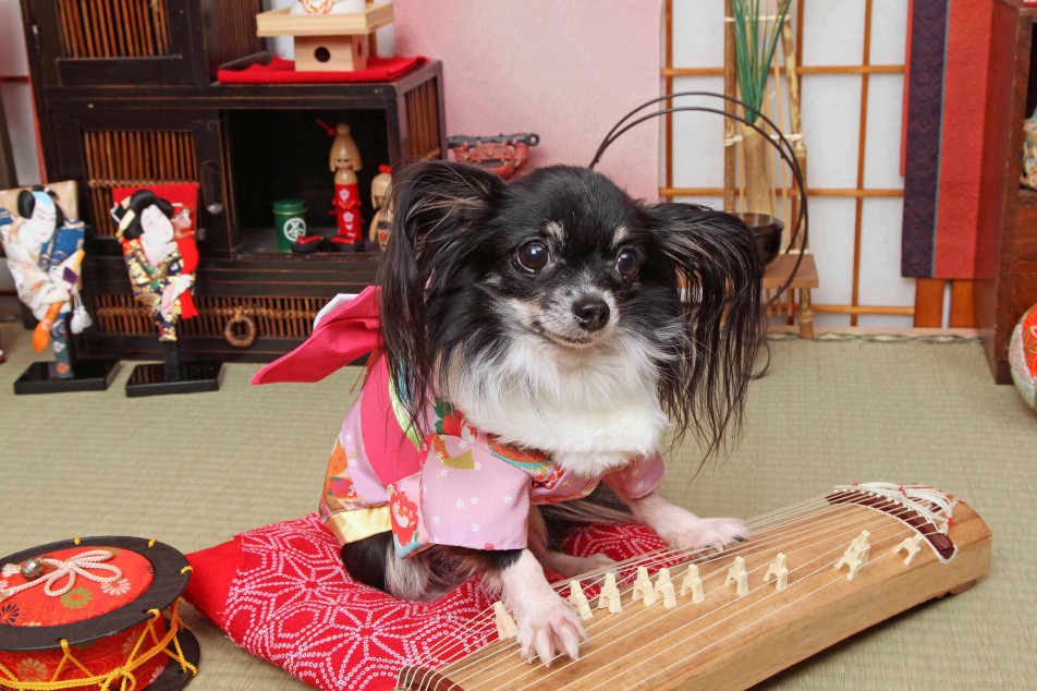 不思議の国のわんわん写真館の画像