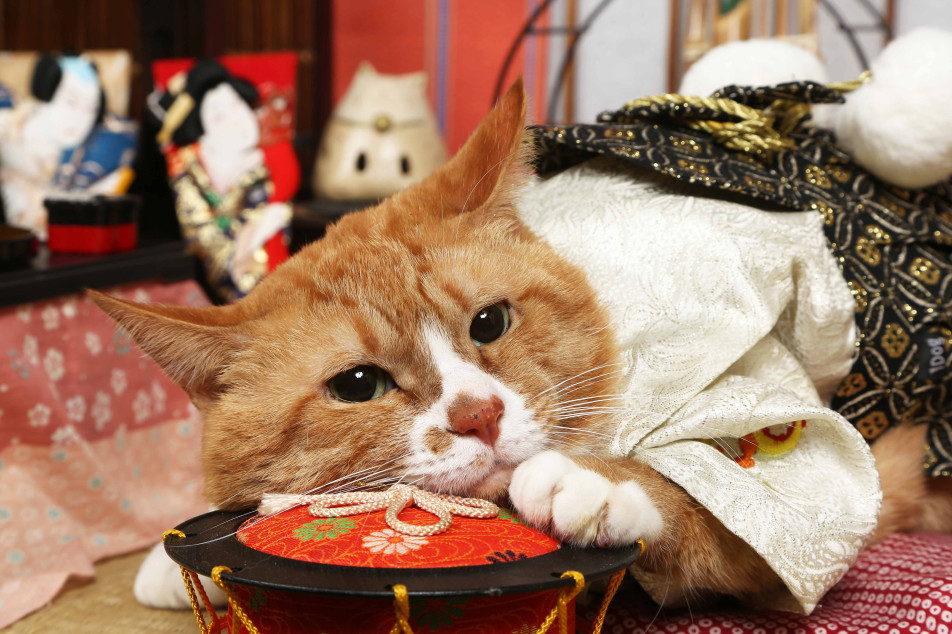 不思議の国のわんわん写真館の画像