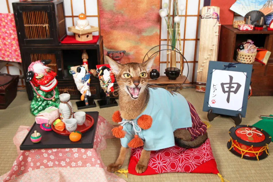 不思議の国のわんわん写真館の画像