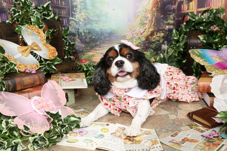 不思議の国のわんわん写真館の画像