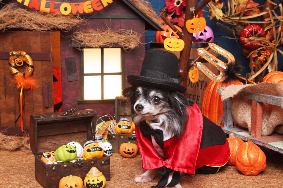 不思議の国のわんわん写真館の画像