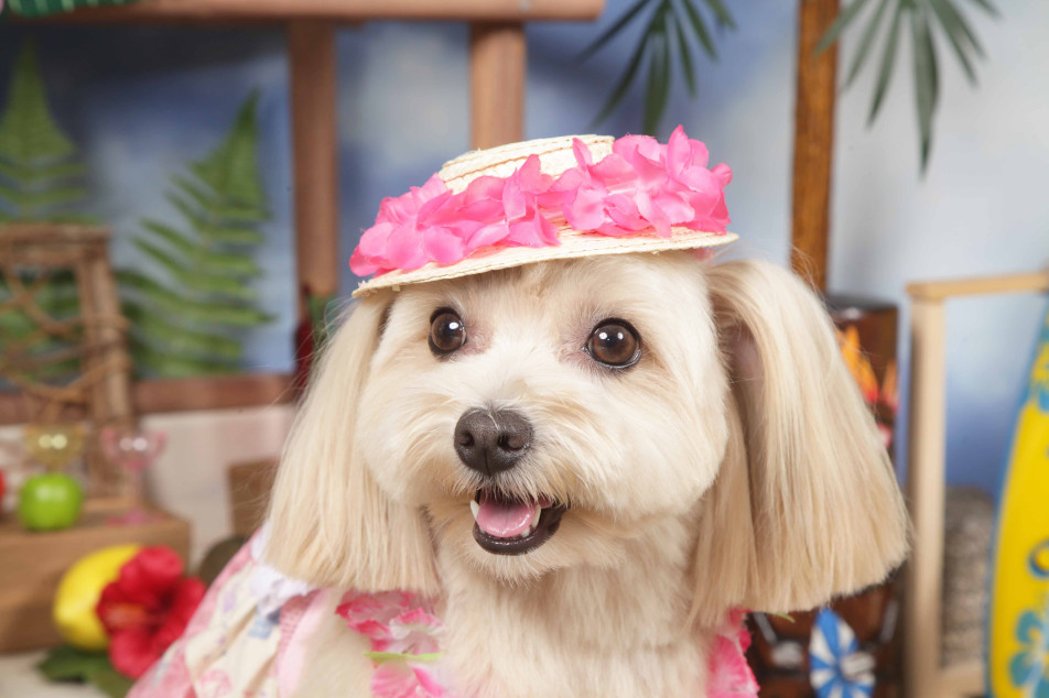 不思議の国のわんわん写真館の画像