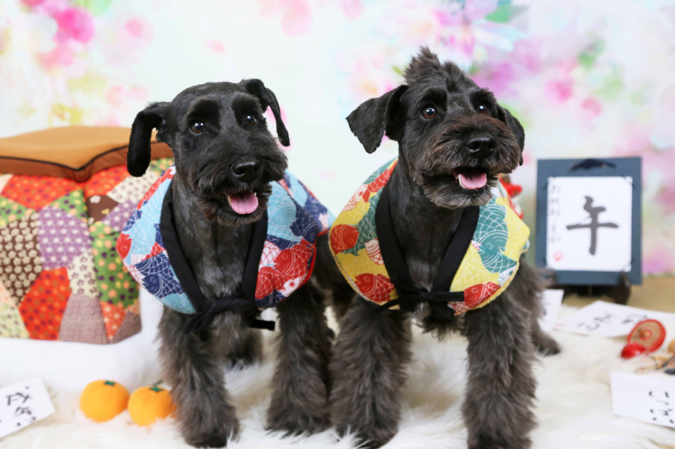 不思議の国のわんわん写真館の画像