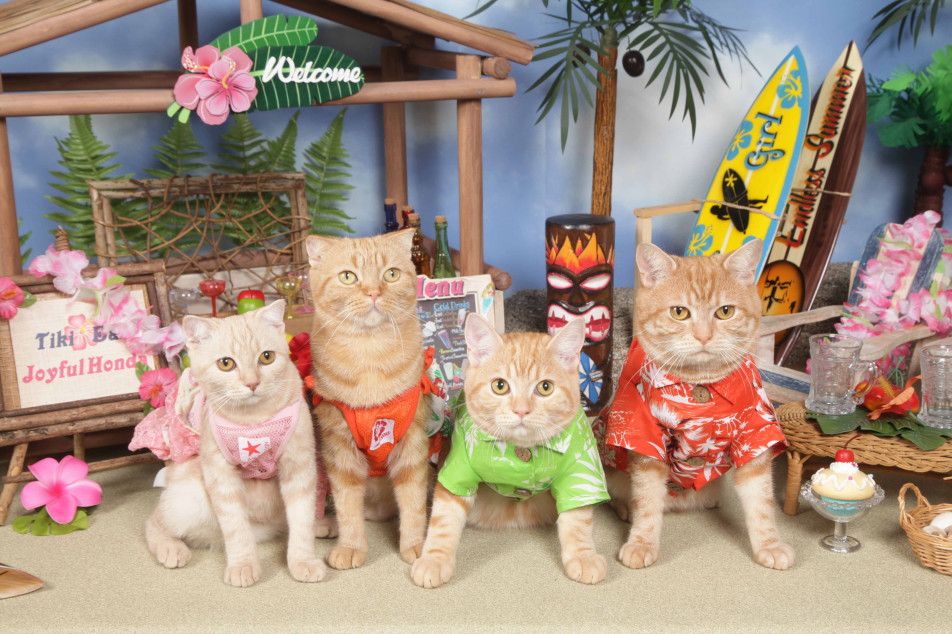 不思議の国のわんわん写真館の画像