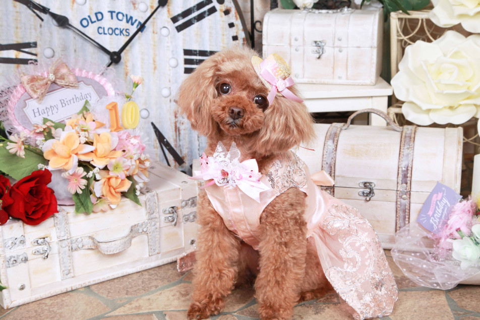 不思議の国のわんわん写真館の画像