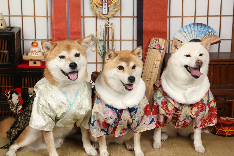 不思議の国のわんわん写真館の画像