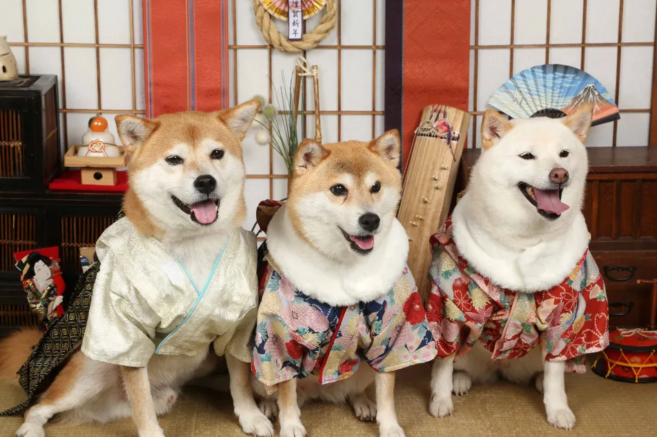 不思議の国のわんわん写真館の画像
