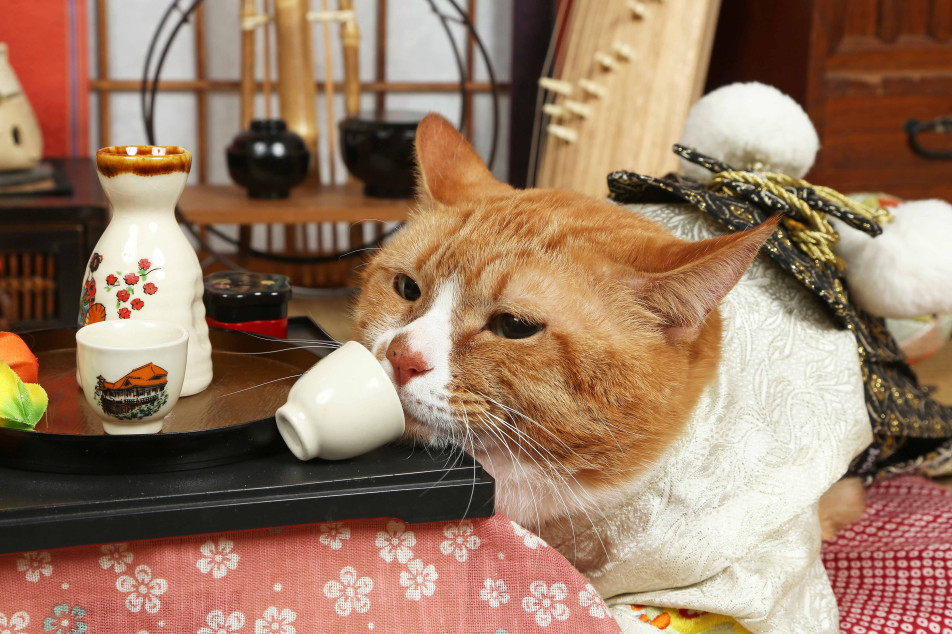 不思議の国のわんわん写真館の画像