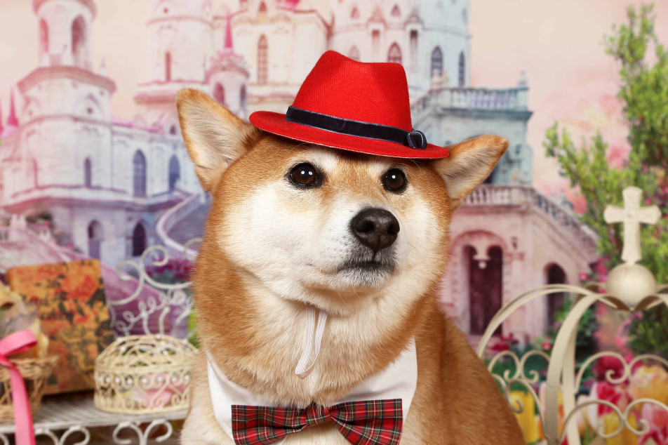 不思議の国のわんわん写真館の画像