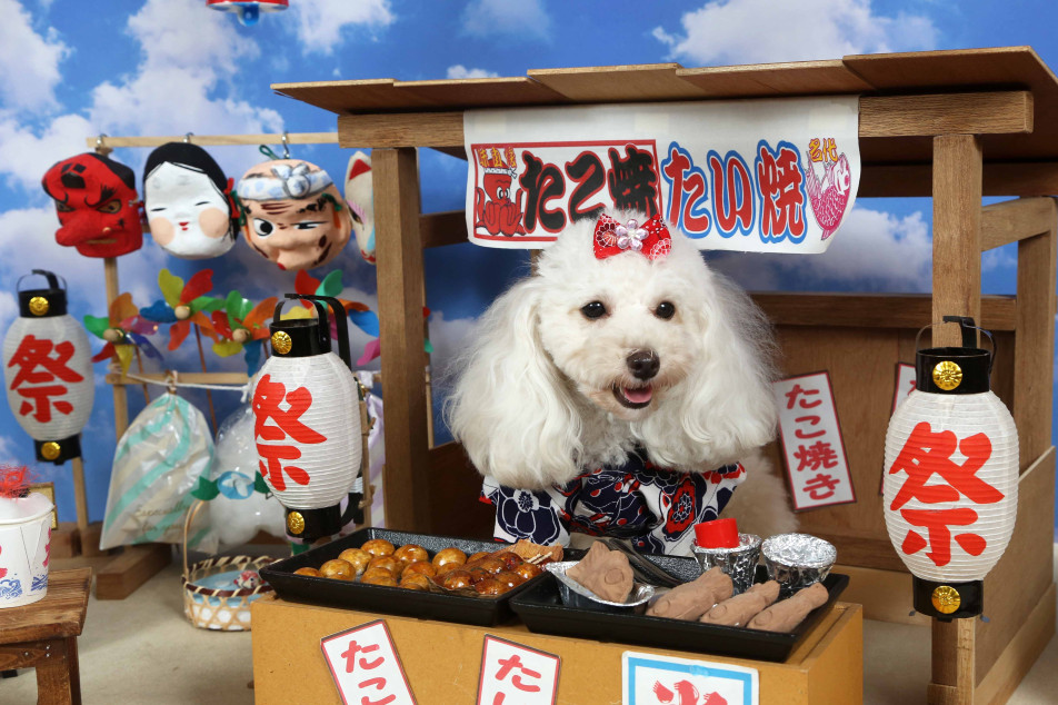 不思議の国のわんわん写真館の画像