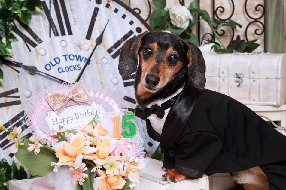 不思議の国のわんわん写真館の画像