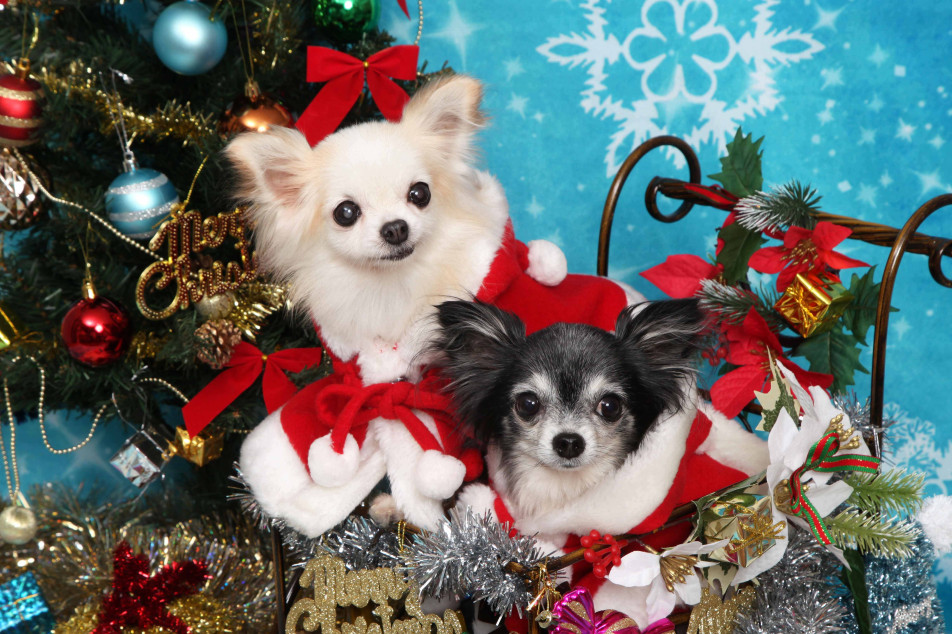 不思議の国のわんわん写真館の画像