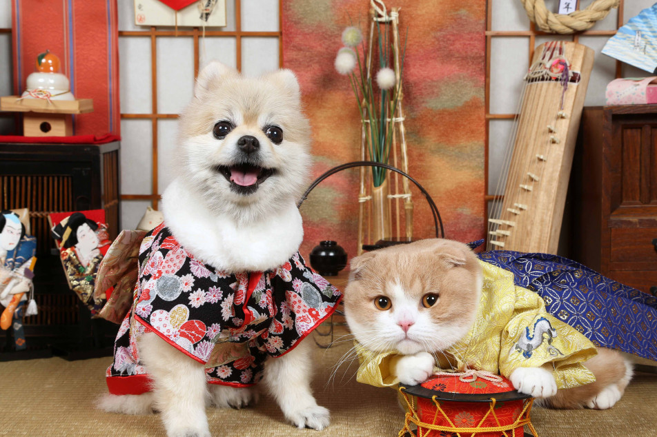 不思議の国のわんわん写真館の画像