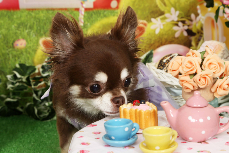 不思議の国のわんわん写真館の画像