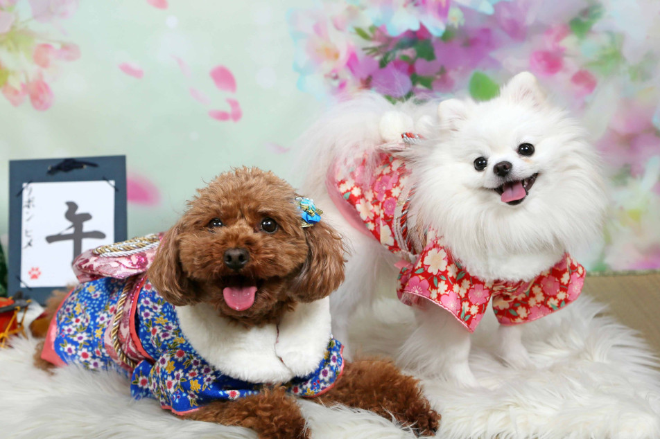 不思議の国のわんわん写真館の画像