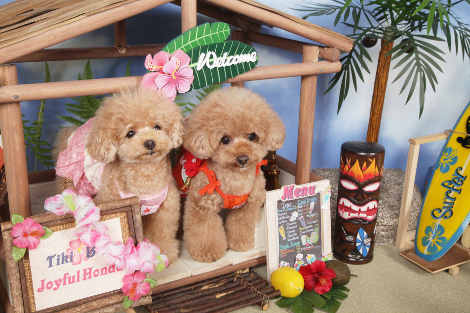 不思議の国のわんわん写真館の画像