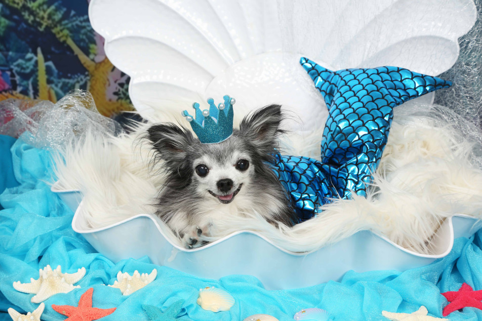 不思議の国のわんわん写真館の画像