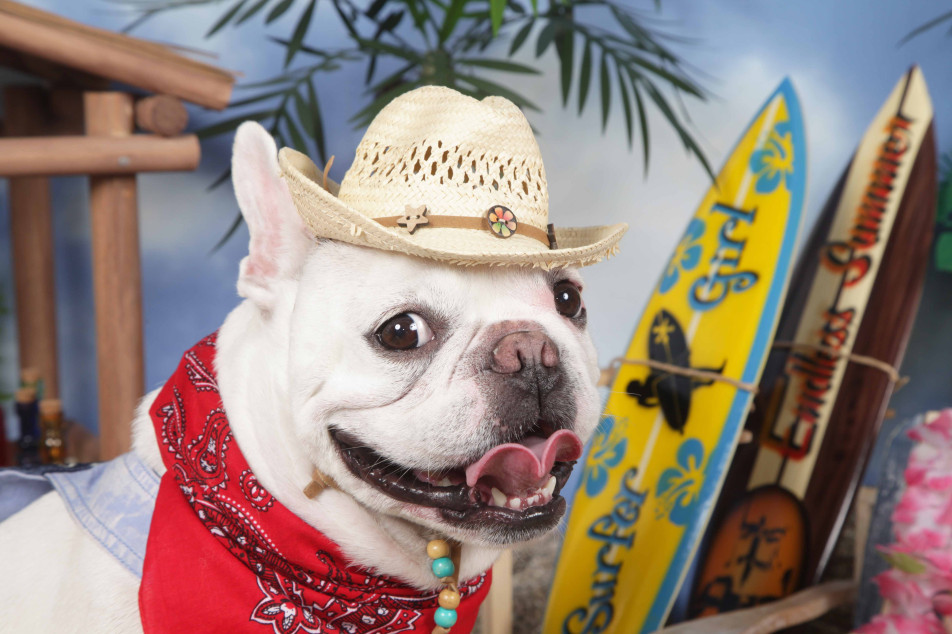 不思議の国のわんわん写真館の画像