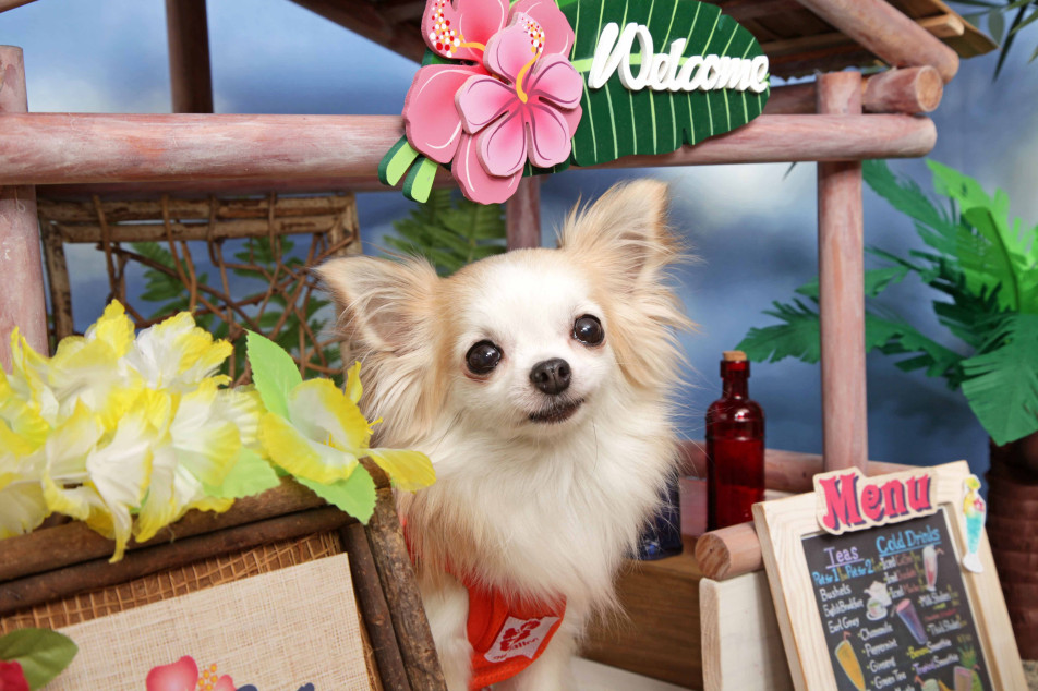 不思議の国のわんわん写真館の画像