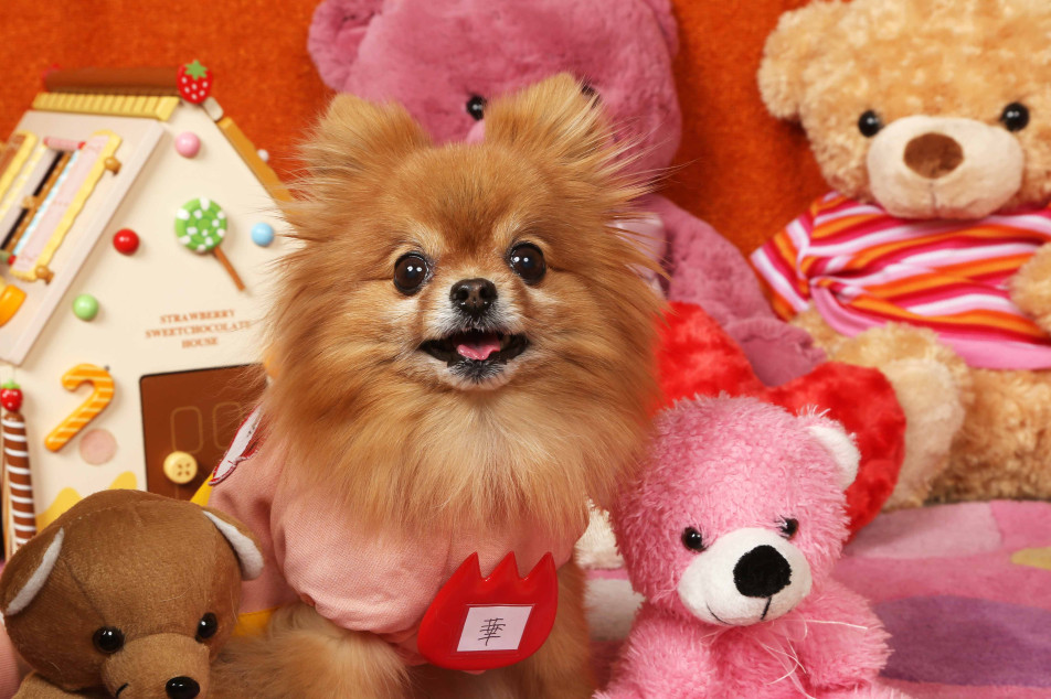 不思議の国のわんわん写真館の画像