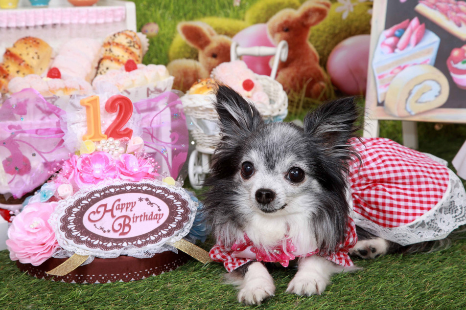 不思議の国のわんわん写真館の画像