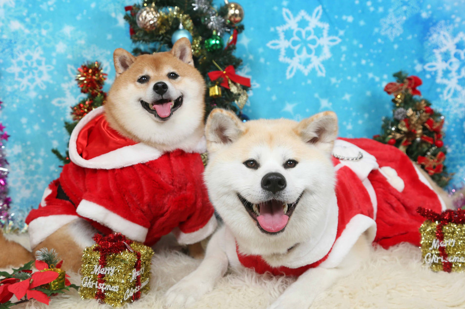 不思議の国のわんわん写真館の画像