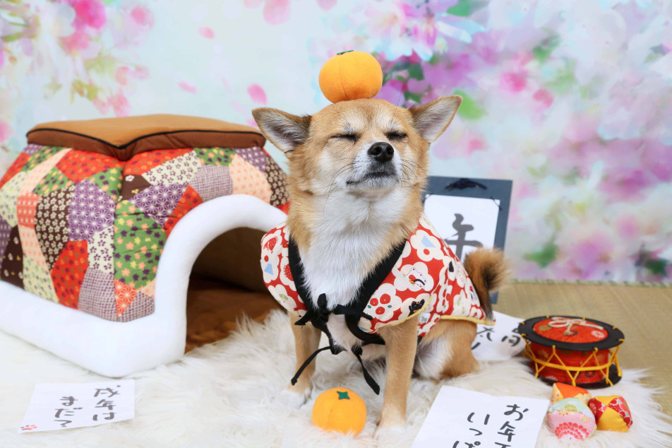 不思議の国のわんわん写真館の画像