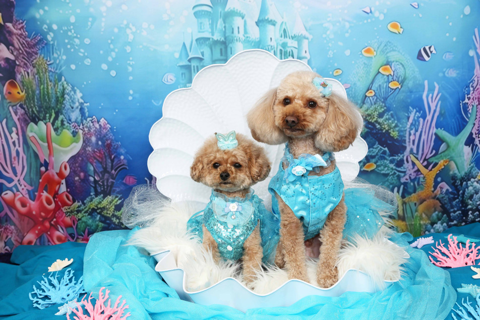 不思議の国のわんわん写真館の画像