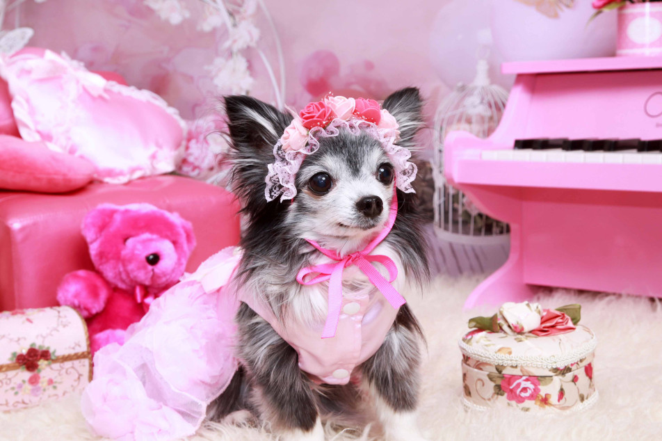 不思議の国のわんわん写真館の画像