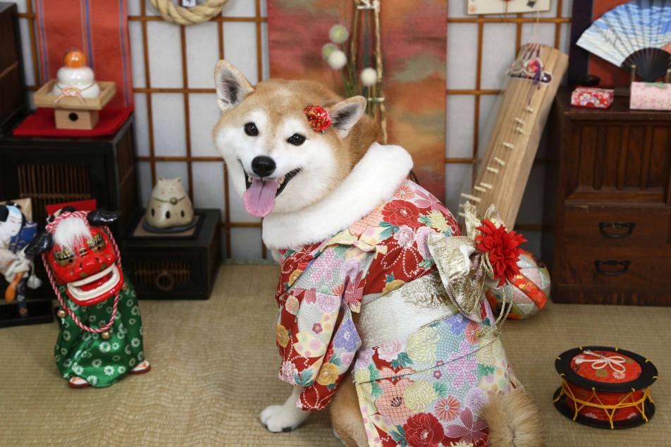 不思議の国のわんわん写真館の画像