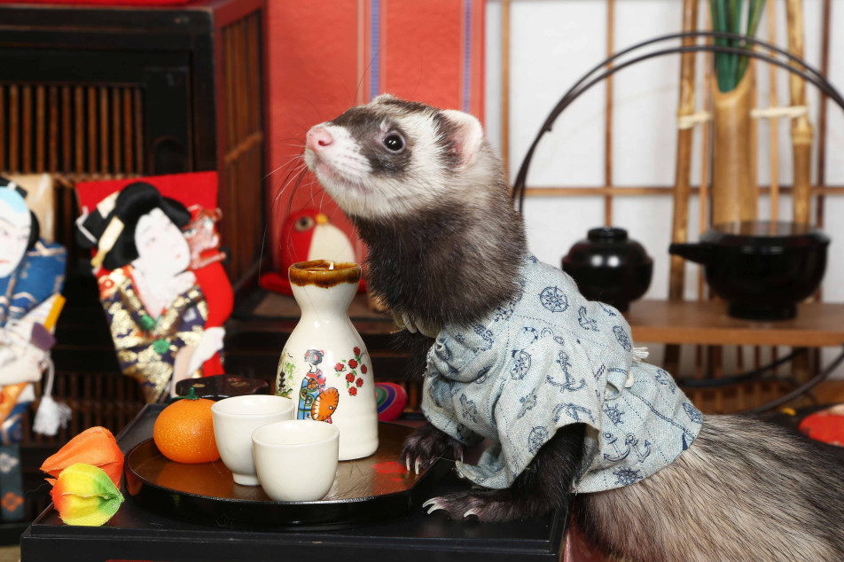 不思議の国のわんわん写真館の画像