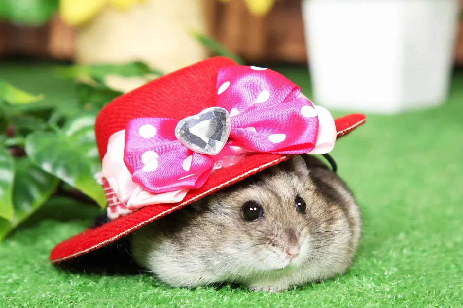 不思議の国のわんわん写真館の画像