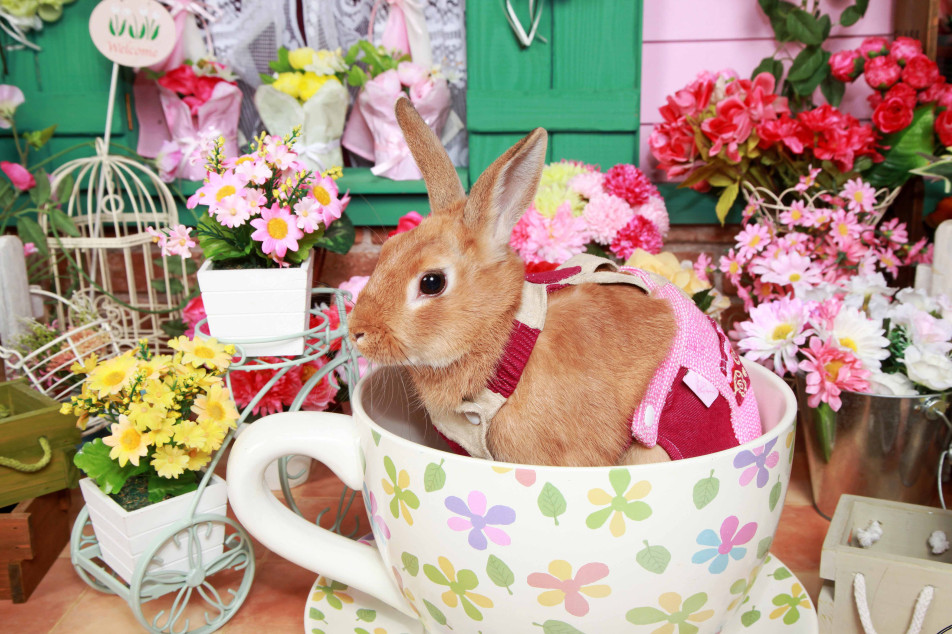 不思議の国のわんわん写真館の画像