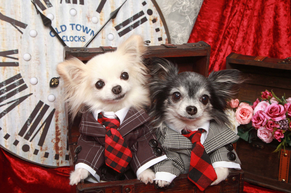 不思議の国のわんわん写真館の画像