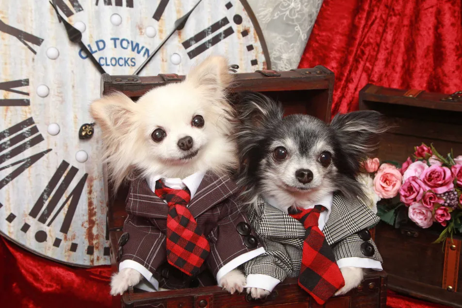 不思議の国のわんわん写真館の画像