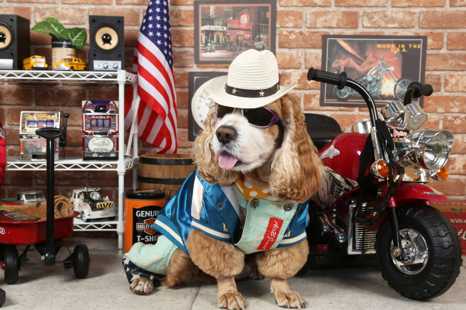 不思議の国のわんわん写真館の画像