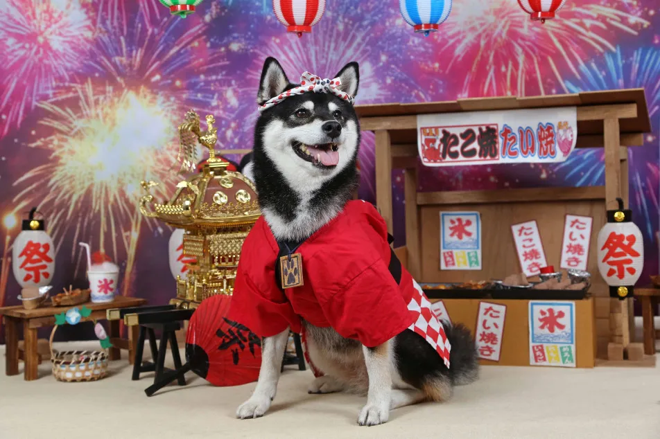 不思議の国のわんわん写真館の画像