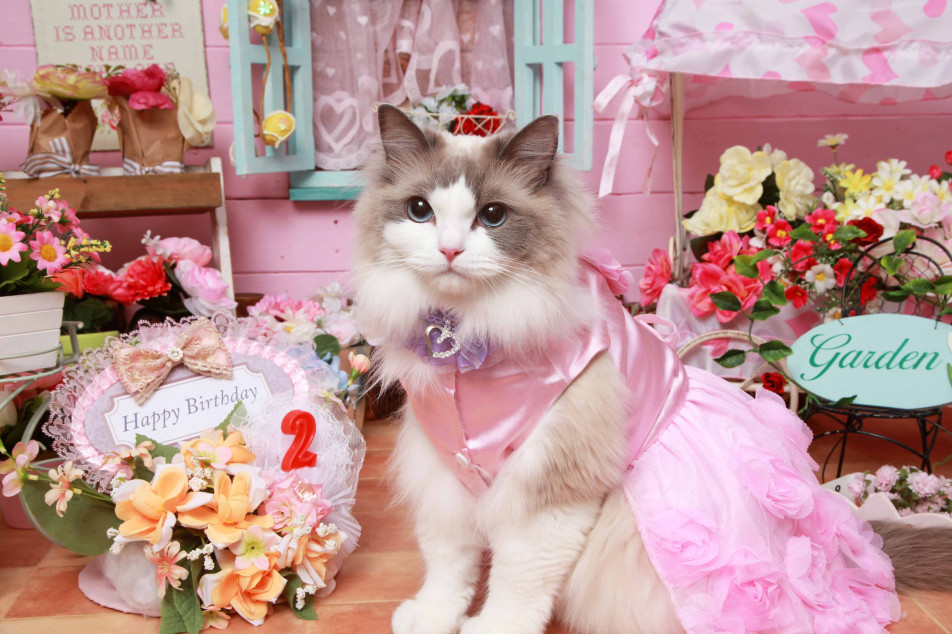 不思議の国のわんわん写真館の画像